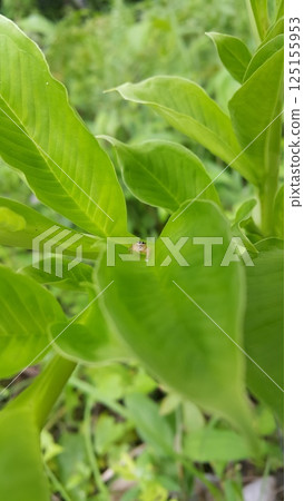 Thyene inflata on green plant leaves. The two-striped jumper, or Telamonia dimidiata, is a jumping spider found in various Asian tropical rain forests, in foliage in wooded environments. mopsus mormon 125155953
