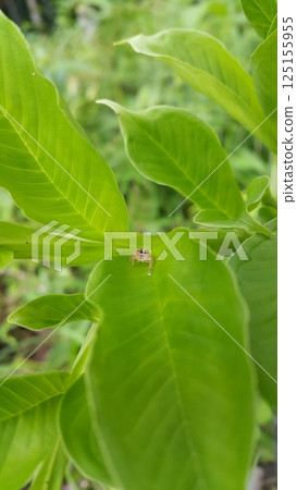 Thyene inflata on green plant leaves. The two-striped jumper, or Telamonia dimidiata, is a jumping spider found in various Asian tropical rain forests, in foliage in wooded environments. mopsus mormon Thyene inflata on green plant leaves. The two-striped jumper, or Telamonia dimidiata, is a jumping spider found in various Asian tropical rain forests, in foliage in wooded environments. mopsus mormon 125155955