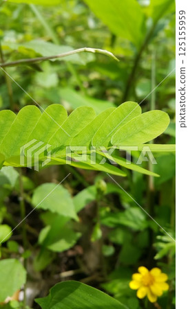 phyllanthus urinaria plant, Leucaena hoja, Guangdong abrus, Abrus cantoniensis, Phyllanthus niruri, Saga creeper, Bhumi Amla. phyllanthus urinaria plant, Leucaena hoja, Guangdong abrus, Abrus cantoniensis, Phyllanthus niruri, Saga creeper, Bhumi Amla. 125155959