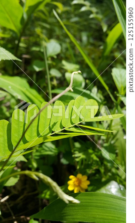 phyllanthus urinaria plant, Leucaena hoja, Guangdong abrus, Abrus cantoniensis, Phyllanthus niruri, Saga creeper, Bhumi Amla. phyllanthus urinaria plant, Leucaena hoja, Guangdong abrus, Abrus cantoniensis, Phyllanthus niruri, Saga creeper, Bhumi Amla. 125155960