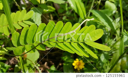 phyllanthus urinaria plant, Leucaena hoja, Guangdong abrus, Abrus cantoniensis, Phyllanthus niruri, Saga creeper, Bhumi Amla. phyllanthus urinaria plant, Leucaena hoja, Guangdong abrus, Abrus cantoniensis, Phyllanthus niruri, Saga creeper, Bhumi Amla. 125155961