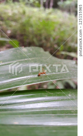 Dead weaver ant on a leaf. Shot in forest. Oecophylla, Insecta, Hymenoptera, Formicidae, Formicinae, Eukaryota, Oecophylla 125155965