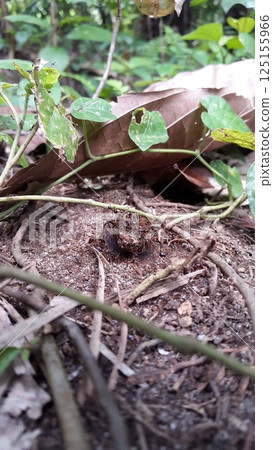 Dead Insects With Ants. Shot in jungle. Neotibicen tibicen, megatibicen auletes, dog day cicadas, cicadas, cicadae, giant cicada ,Insect T auletes Dead Insects With Ants. Shot in jungle. Neotibicen tibicen, megatibicen auletes, dog day cicadas, cicadas, cicadae, giant cicada ,Insect T auletes 125155966