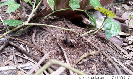 Dead Insects With Ants. Shot in jungle. Neotibicen tibicen, megatibicen auletes, dog day cicadas, cicadas, cicadae, giant cicada ,Insect T auletes 125155967