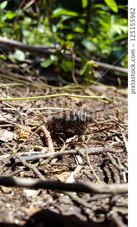 Insect T auletes, neotibicen tibicen, megatibicen auletes, dog day cicadas, cicadas, cicadae, giant cicada. Insect T auletes, neotibicen tibicen, megatibicen auletes, dog day cicadas, cicadas, cicadae, giant cicada. 125155982