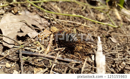 Insect T auletes, neotibicen tibicen, megatibicen auletes, dog day cicadas, cicadas, cicadae, giant cicada. Insect T auletes, neotibicen tibicen, megatibicen auletes, dog day cicadas, cicadas, cicadae, giant cicada. 125155983
