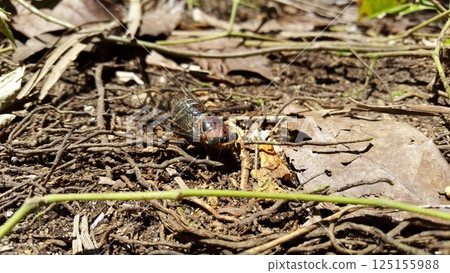Insect T auletes, neotibicen tibicen, megatibicen auletes, dog day cicadas, cicadas, cicadae, giant cicada. Insect T auletes, neotibicen tibicen, megatibicen auletes, dog day cicadas, cicadas, cicadae, giant cicada. 125155988