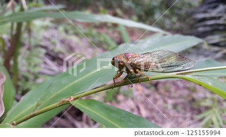 It is found in the eastern United States and portions of southeastern Canada. Insect T auletes, neotibicen tibicen, megatibicen auletes, dog day cicadas, cicadas, cicadae, giant cicada. 125155994