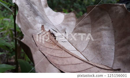 Carpenter ants (Camponotus gibber) large endemic ant indigenous to many forested parts of the world. Shot in forest. Carpenter ants (Camponotus gibber) large endemic ant indigenous to many forested parts of the world. Shot in forest. 125156001