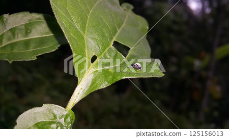 A male of the jumping spider Evracha probably arcuata. Evarcha arcuata, Ligurra latidens, Euryattus bleekeri, Mangrove Jumping Spider (Male). Shot in jungle. A male of the jumping spider Evracha probably arcuata. Evarcha arcuata, Ligurra latidens, Euryattus bleekeri, Mangrove Jumping Spider (Male). Shot in jungle. 125156013
