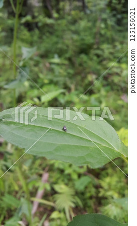 A small animal perched on a leaf. Shot in jungle. 125156021