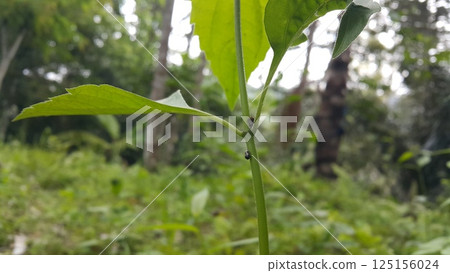 Penthimia americana is a species of leafhopper in the family Cicadellidae. Bathyllus albicinctus, Genus Erechtia, Membracidae insects, Vanduzea triguttata, Telamona reclivata, Stictocephala diceros. Penthimia americana is a species of leafhopper in the family Cicadellidae. Bathyllus albicinctus, Genus Erechtia, Membracidae insects, Vanduzea triguttata, Telamona reclivata, Stictocephala diceros. 125156024