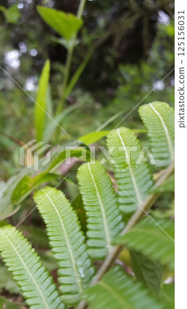 Fresh fern leaf wallpaper. Shot in the forest. Fern leaf Background. Fiddlehead. Fresh fern leaf wallpaper. Shot in the forest. Fern leaf Background. Fiddlehead. 125156031