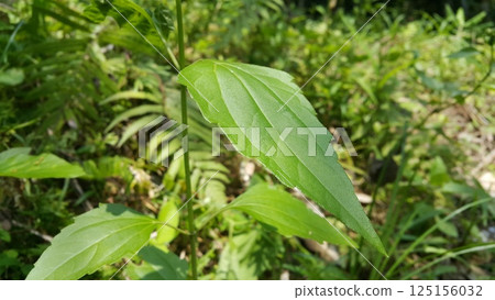 Fresh leaves wallpaper. Shot in forest. Textured leaf background Fresh leaves wallpaper. Shot in forest. Textured leaf background 125156032