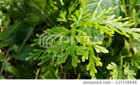 Selaginella plana, commonly known as the Asian spikemoss, is a lycophyte native to tropical Asia. Shot in jungle. Selaginellaceae, doradilla, Selaginella delicatula. 125156048