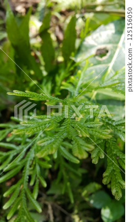 Selaginella plana, commonly known as the Asian spikemoss, is a lycophyte native to tropical Asia. Shot in jungle. Selaginellaceae, doradilla, Selaginella delicatula. 125156050