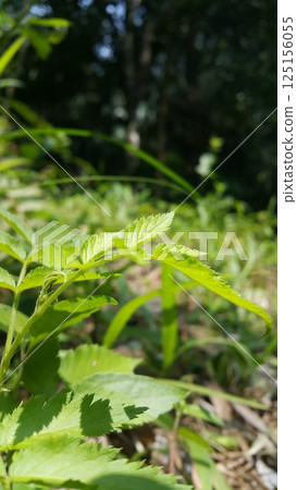 Rubus rosifolius leaves background. Found in rainforest and tall open forests of the Himalayas, East Asia, and eastern Australia. West Indian Raspberry, Ola'a, Roseleaf Raspberry, Rose-leaf Bramble. Rubus rosifolius leaves background. Found in rainforest and tall open forests of the Himalayas, East Asia, and eastern Australia. West Indian Raspberry, Ola'a, Roseleaf Raspberry, Rose-leaf Bramble. 125156055