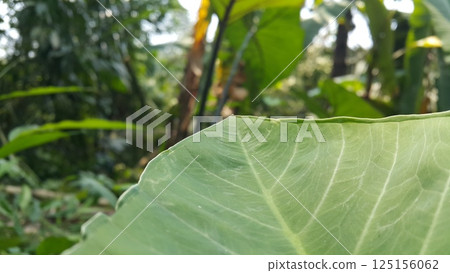 Colocasia esculenta leaves. Taro leaves are the part of the taro plant that can be processed into food. Taro leaves have many health benefits and are a good source of vitamins, minerals and fiber. 125156062