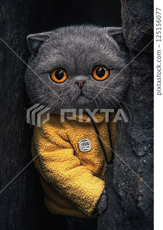 Adorable gray kitten with big amber eyes wearing a yellow jacket, funny cat peeking from dark tree or rocks 125156077