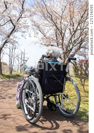 Senior woman in wheelchair enjoying cherry blossom viewing 125156095