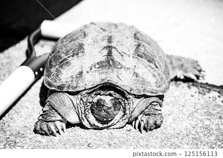 Selective focus on a large snapping turtle crossing a paved road in search of new territory. 125156113