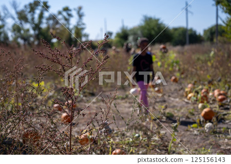 School Class field trip to a pumpkin patch in the fall 125156143