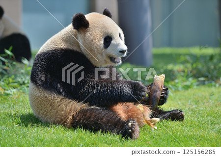 Umehama eating bamboo shoots with gusto Umehama eating bamboo shoots with gusto 125156285