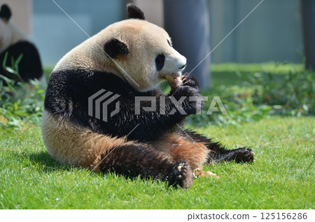 Umehama eating bamboo shoots with gusto 125156286
