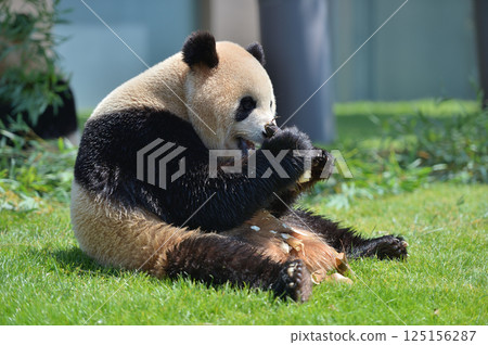 Umehama eating bamboo shoots with gusto Umehama eating bamboo shoots with gusto 125156287