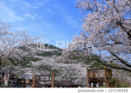 Cherry blossoms at Niyodogawa Town Fureai Park (Kochi Prefecture) Cherry blossoms at Niyodogawa Town Fureai Park (Kochi Prefecture) 125156388