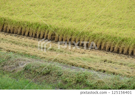 Rural landscape during rice harvesting 125156401