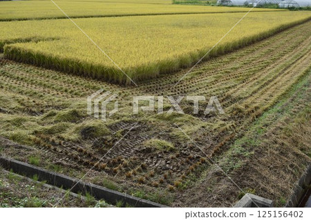 Rural landscape during rice harvesting 125156402