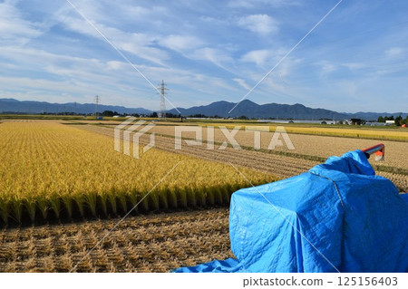 水稻收穫期間的鄉村景觀 125156403