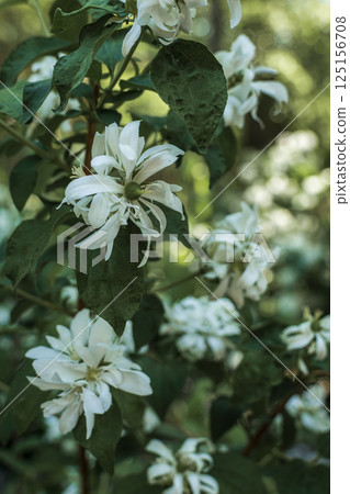 close-up of densely blooming jasmine. A close up of a flower close-up of densely blooming jasmine. A close up of a flower 125156708