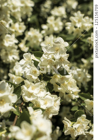 close-up of densely blooming jasmine. A close up of a flower 125156709