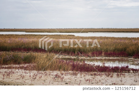 picturesque meadows and swamps of the island 125156712