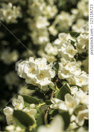 close-up of densely blooming jasmine. A close up of a flower 125156723