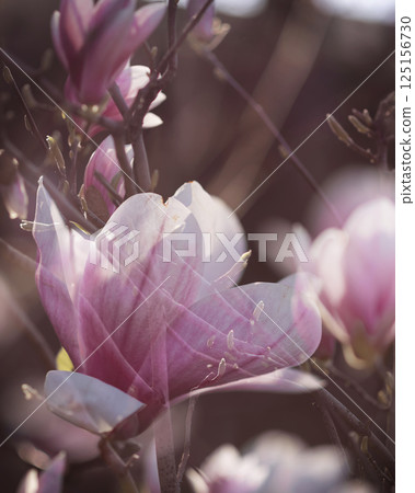 Pink magnolia blossom. Closeup of pink magnolia flowers outdoors in spring time 125156730