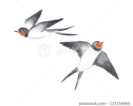 Flying bird: Swallow 125156960