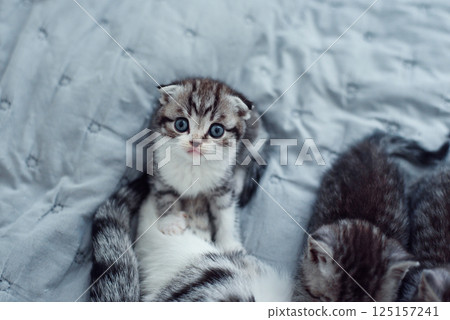 Adorable fluffy small light grey domestic fold Scottish kitten sit on grey soft sofa at home. 125157241