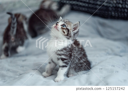 Adorable fluffy small light grey domestic fold British kitten sit on grey soft sofa at home. Adorable fluffy small light grey domestic fold British kitten sit on grey soft sofa at home. 125157242
