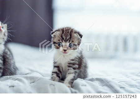 Adorable fluffy small light grey domestic fold Scottish kitten sit on grey soft sofa at home. 125157243