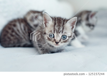 Adorable fluffy small light grey domestic fold British kitten sit on grey soft sofa at home. Adorable fluffy small light grey domestic fold British kitten sit on grey soft sofa at home. 125157244