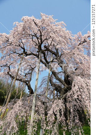 A view of Miharu Takizakura, a natural monument cherry tree over 1,000 years old, in full bloom 125157271