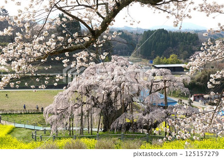 A view of Miharu Takizakura, a natural monument cherry tree over 1,000 years old, in full bloom 125157279