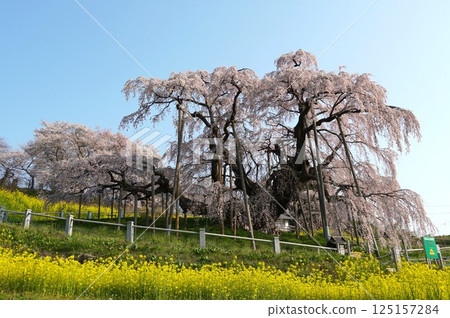 A view of Miharu Takizakura, a natural monument cherry tree over 1,000 years old, in full bloom A view of Miharu Takizakura, a natural monument cherry tree over 1,000 years old, in full bloom 125157284