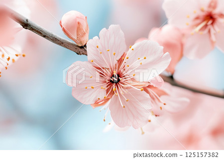 Close up of pink cherry blossoms on a branch... - Stock Illustration ...