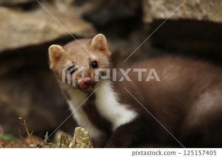 Beautiful cute forest animal. Beech marten, Martes foina, in autumn. Wildlife scene from Czech republic. Beech marten, small opportunistic predator in nature habitat. Czech republic 125157405