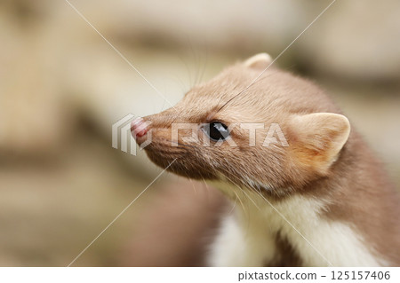 Beautiful cute forest animal. Beech marten, Martes foina, in autumn. Wildlife scene from Czech republic. Beech marten, small opportunistic predator in nature habitat. Czech republic 125157406