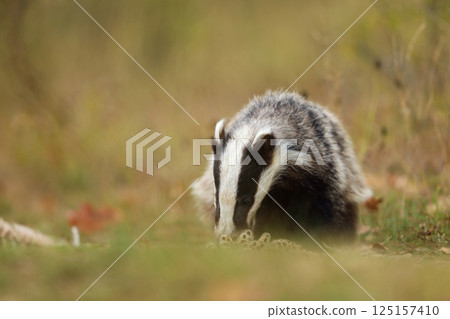 European badger (Meles meles) eat something founded on summer meadow, Nature scene, Germany European badger (Meles meles) eat something founded on summer meadow, Nature scene, Germany 125157410